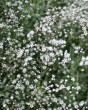 Gypsophila paniculata5